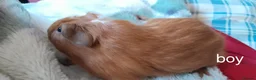 Guinea Pig rodents for sale: Guinea pigs 6 weeks  - Advert 4