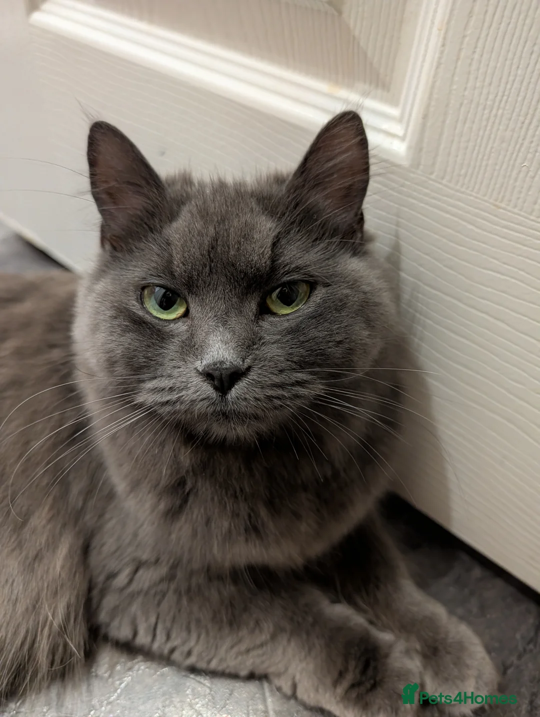 British Longhair cats for sale: British Longhair X Maine Coon Kittens - Advert 2