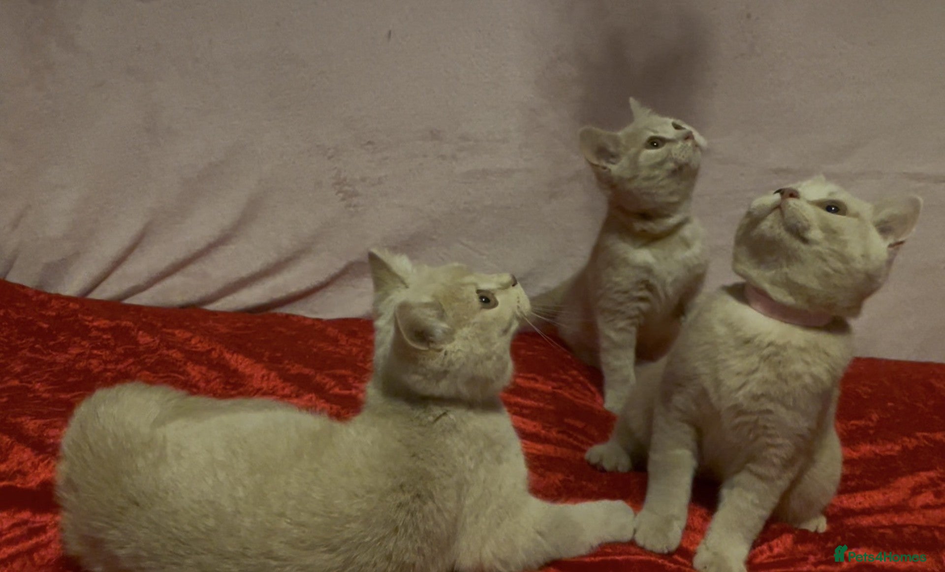 British Shorthair cats Gorgeous, Playful, Friendly Cream BSH Girl Kittens - Advert 1