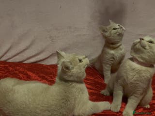 British Shorthair cats Gorgeous, Playful, Friendly Cream BSH Girl Kittens - Advert 5