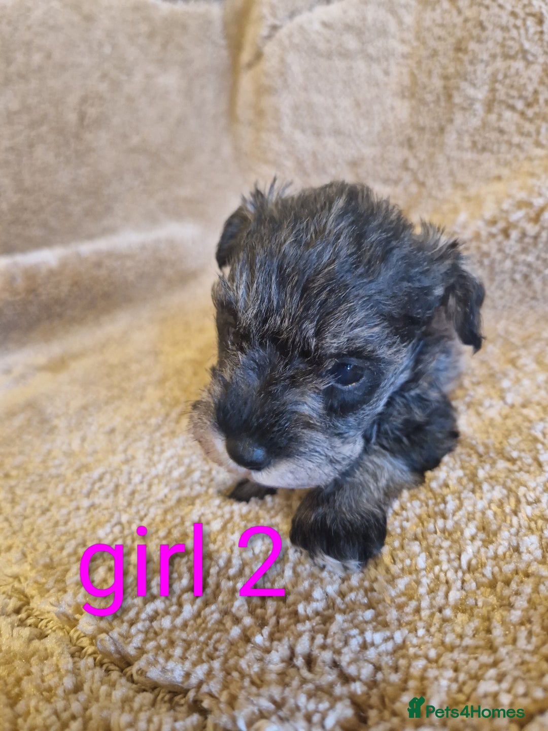 Miniature Schnauzer dogs for sale:  Cute miniature Schnauzer pups - Advert 7