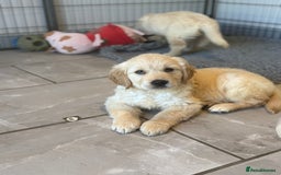Golden Retriever dogs for sale: Gorgeous Golden Retrievers 8 weeks old H/Tested  - Image 19