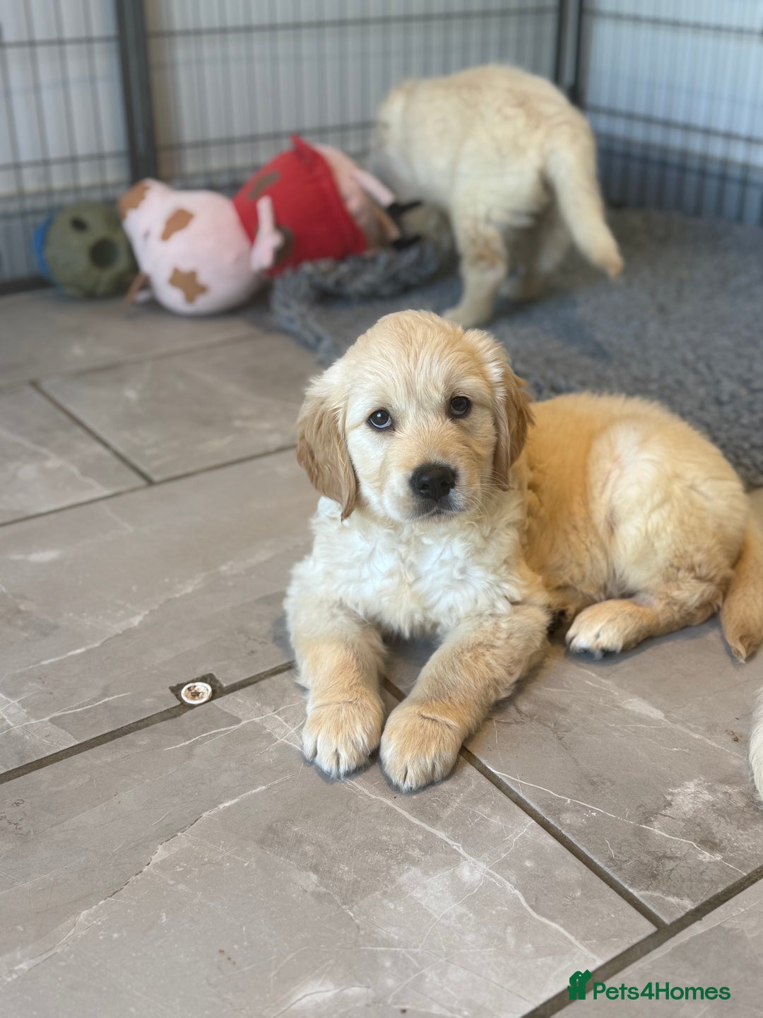 Golden Retriever dogs for sale: Gorgeous Golden Retrievers 8 weeks old H/Tested  - Image 19