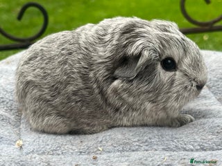 Guinea Pig rodents - Advert 6