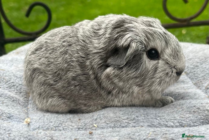 Guinea Pig rodents - Advert 2