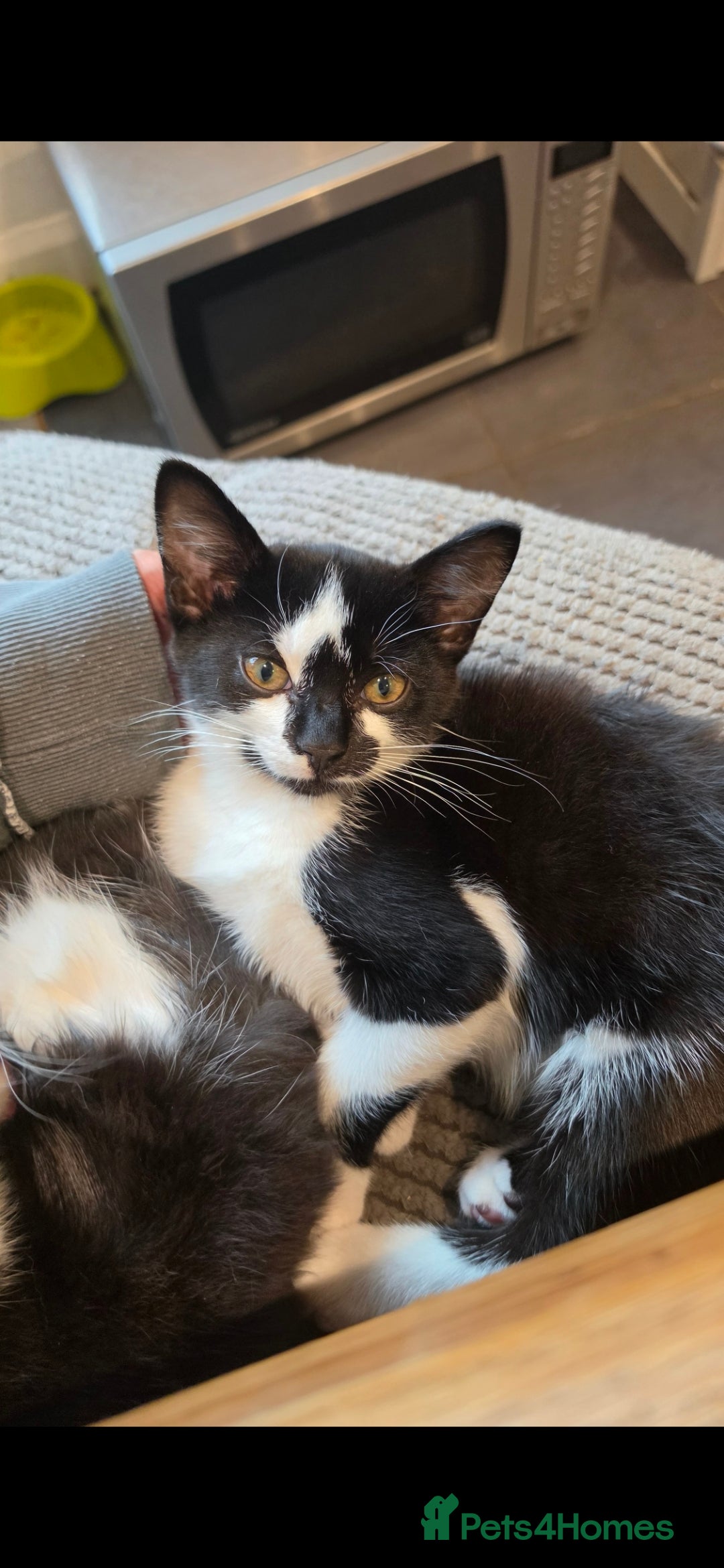 Mixed Breed cats Beautiful kittens looking for there forever homes  - Advert 2