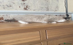 Mixed Breed cats for sale: Beautiful male kitten for sale - Image 2