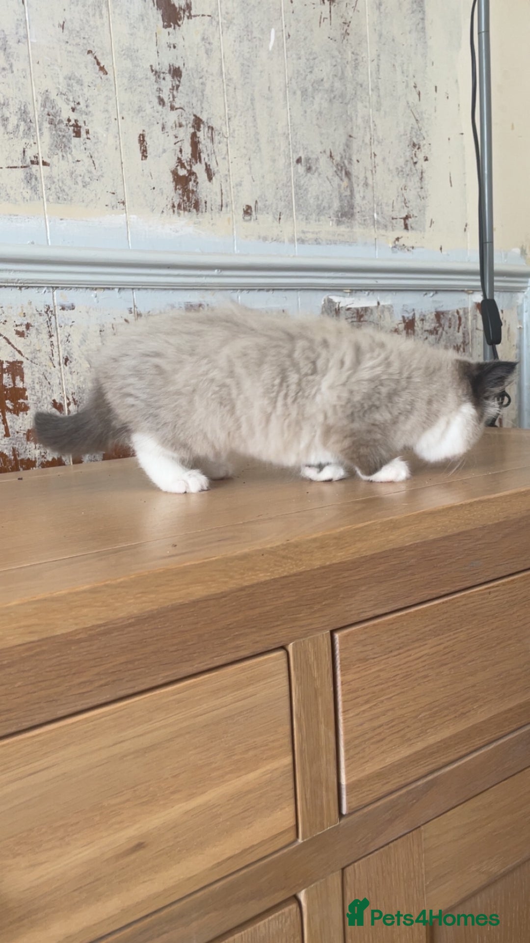 Mixed Breed cats for sale: Beautiful male kitten for sale - Image 2