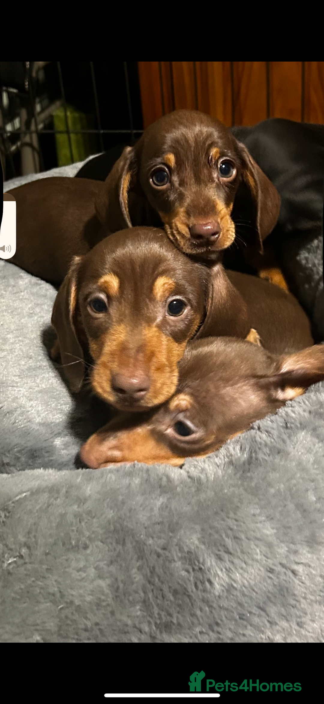 Dachshund dogs for sale: One male chocolate and tan dachshund - Advert 2