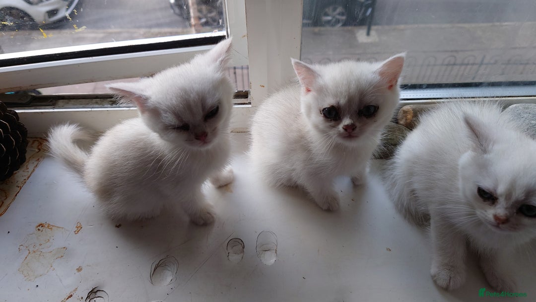 British Shorthair cats for sale: British Short Hair BSH kittens - Image 6