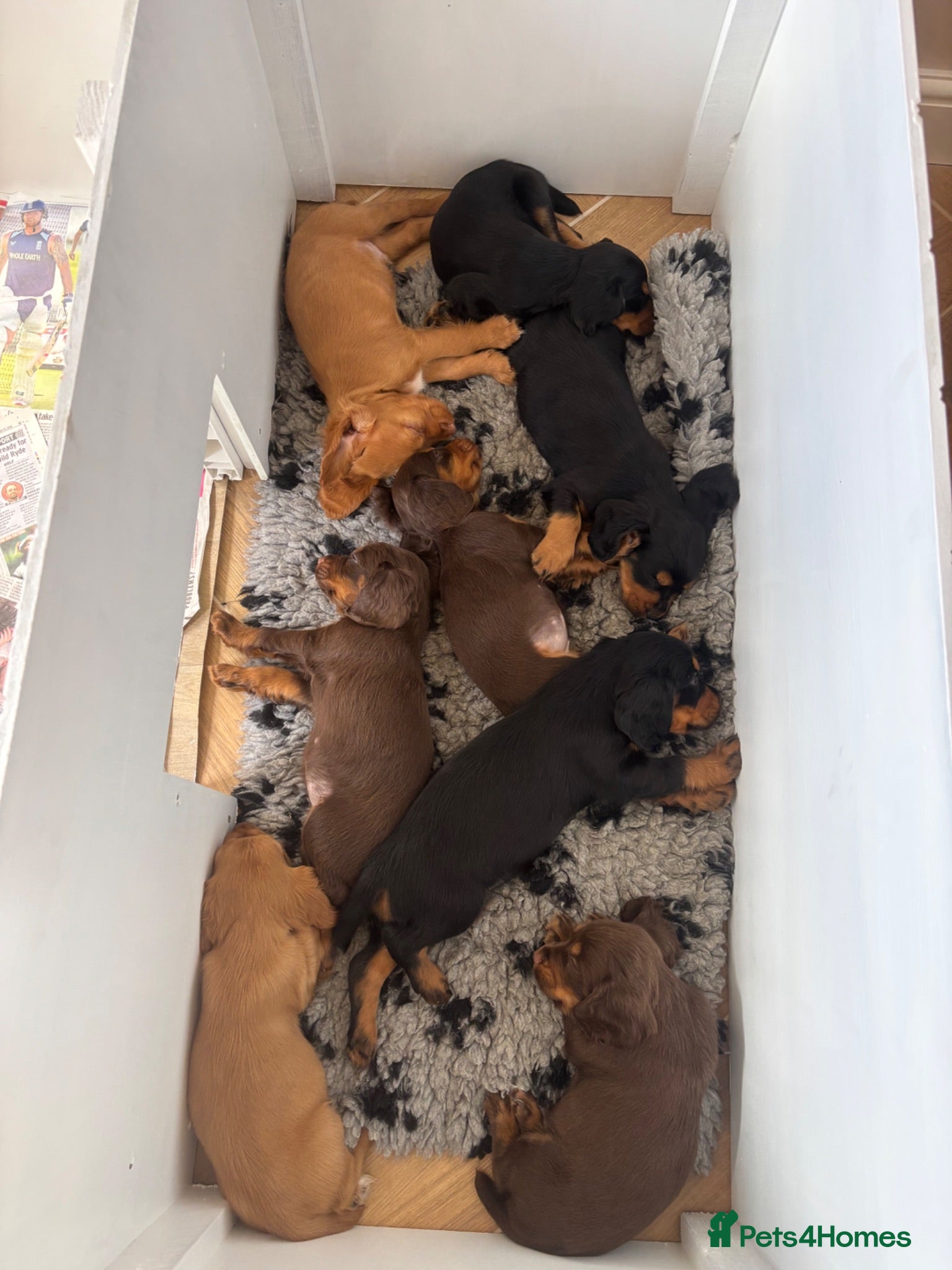 Cocker Spaniel dogs Champion Bred Litter of Working Cocker Spaniels  - Advert 1