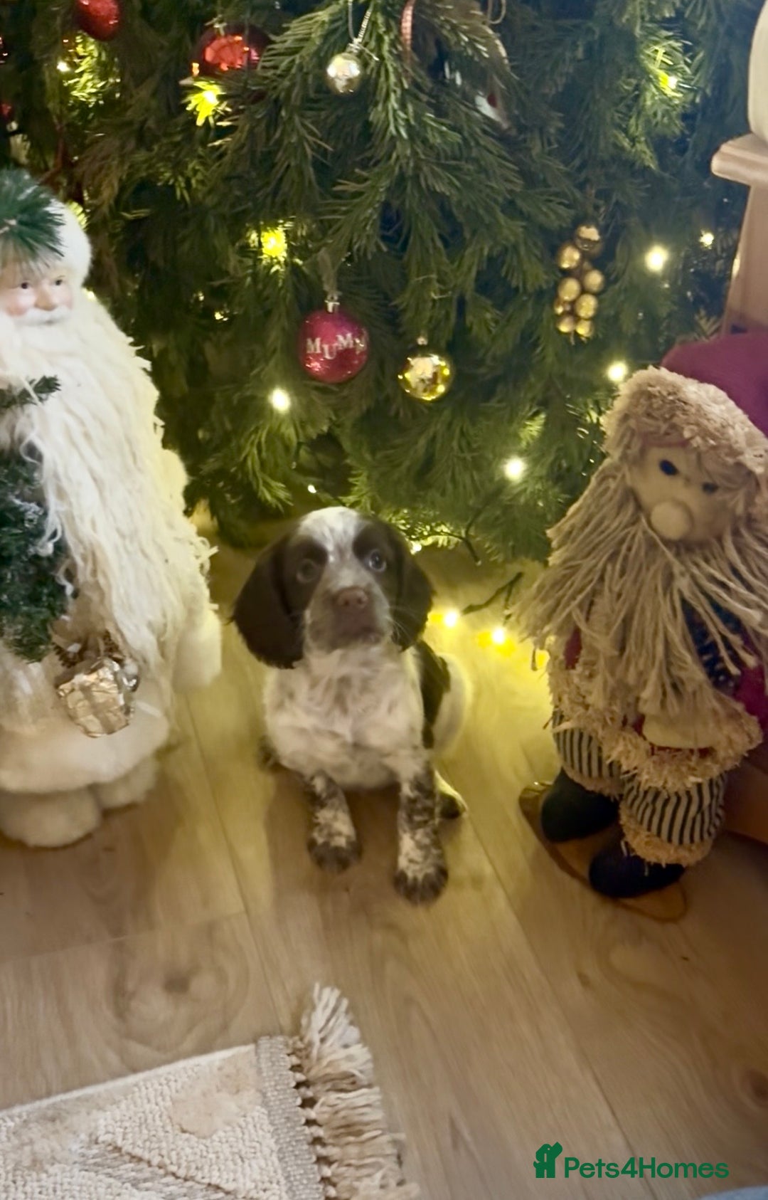 Sprocker dogs for sale: Adorable F1 Sprocker puppies - Advert 1