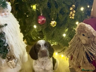 Sprocker dogs Adorable F1 Sprocker puppies - Advert 15