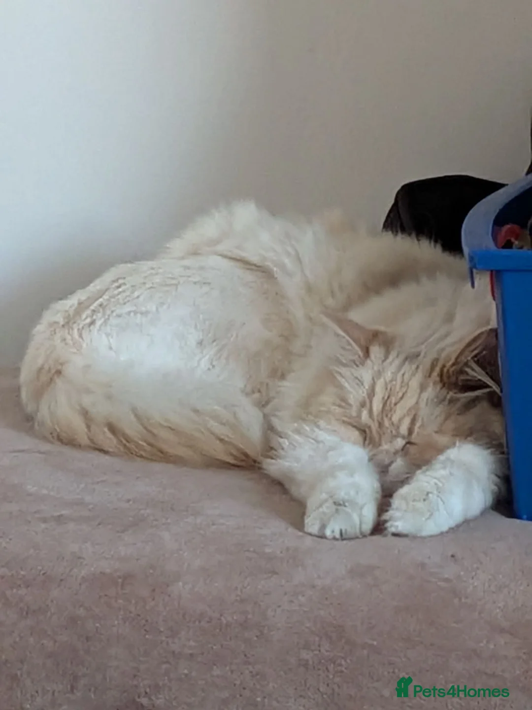 Ragdoll cats for sale: Ragdoll and tom cat - Advert 2