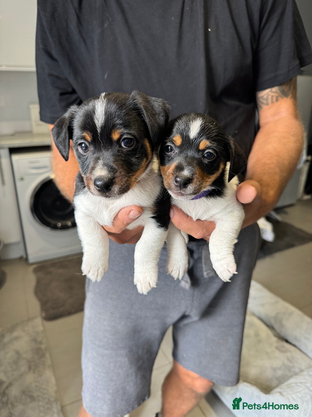Jack Russell dogs for sale: Jack Russell pups - Image 2