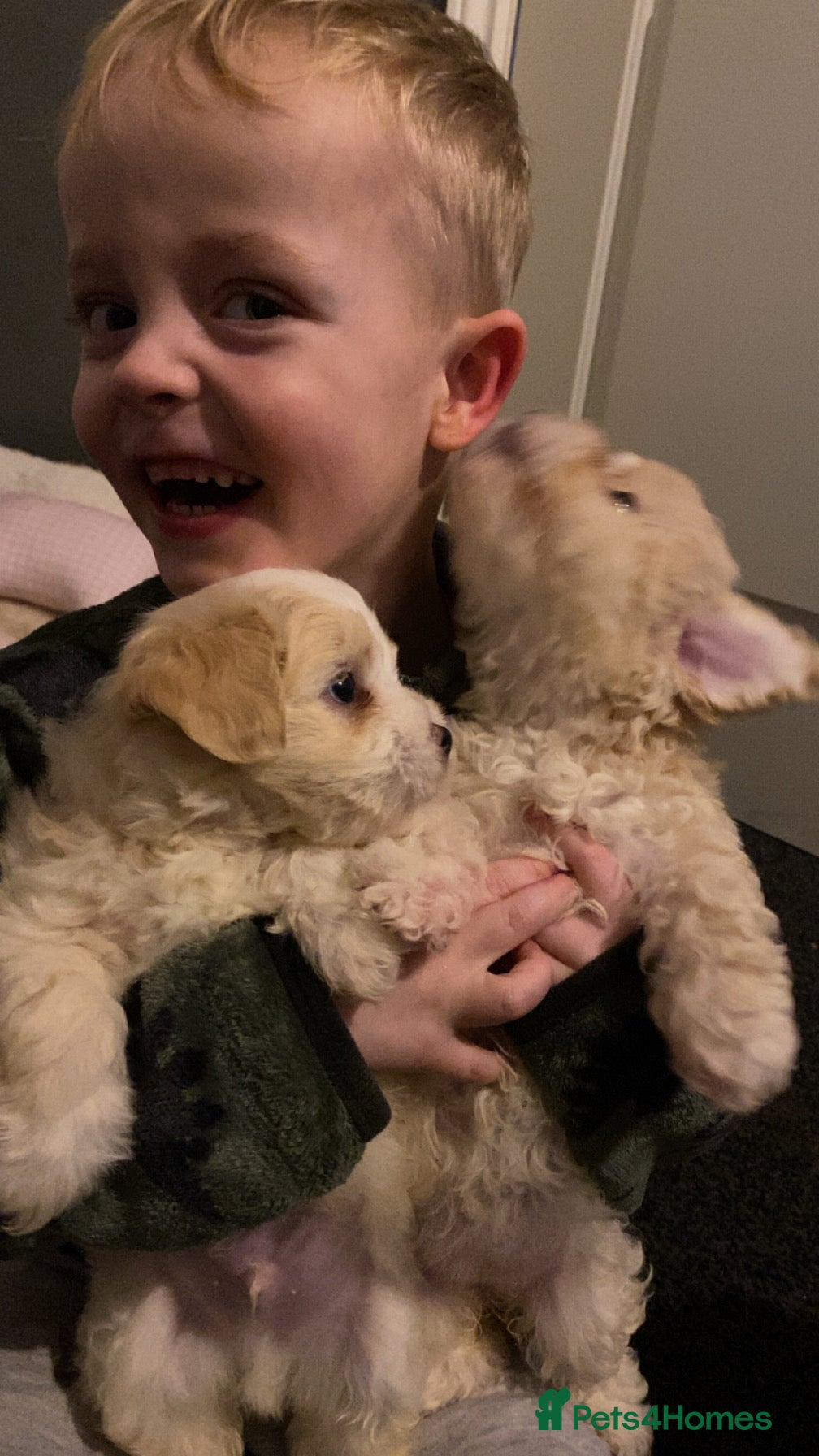 Maltipoo dogs Rare colours beautiful maltipoo puppies  - Advert 4