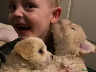 Maltipoo dogs Rare colours beautiful maltipoo puppies - Advert 4