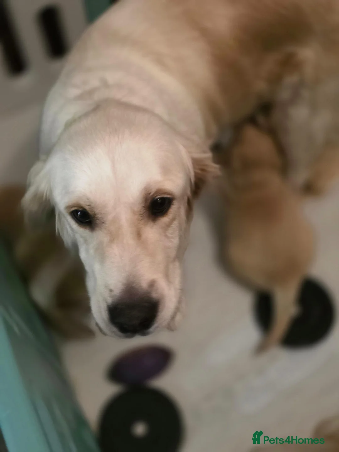 Golden Retriever dogs for sale: Golden retriever  - Advert 1