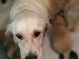 Golden Retriever dogs Golden retriever - Advert 1