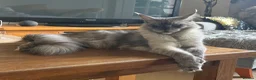 Maine Coon cats for sale: XXL kittens Tica ❤️ - Advert 9