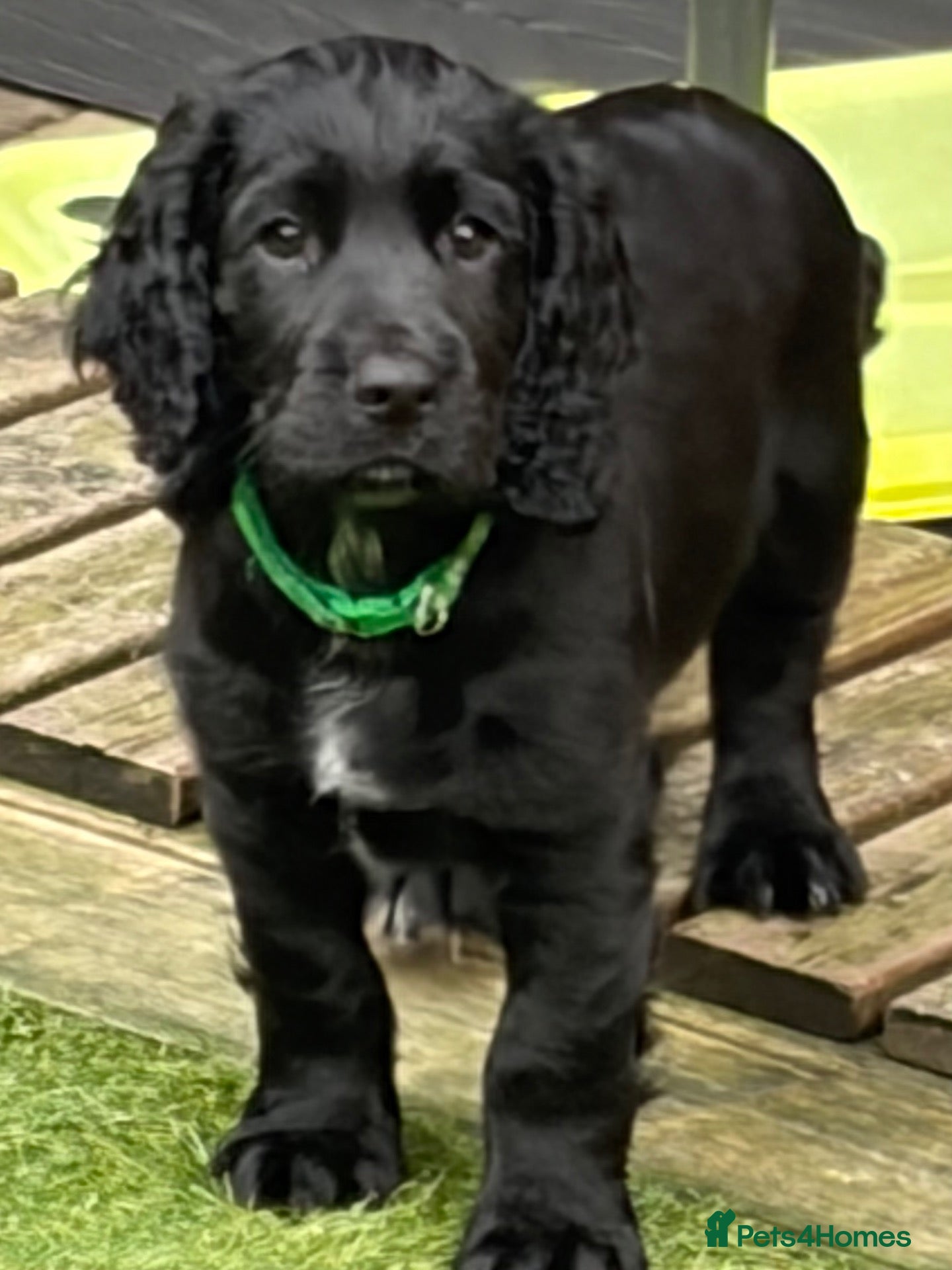 Cocker Spaniel dogs Working KC Registered Cocker Spaniel Pups. - Advert 2