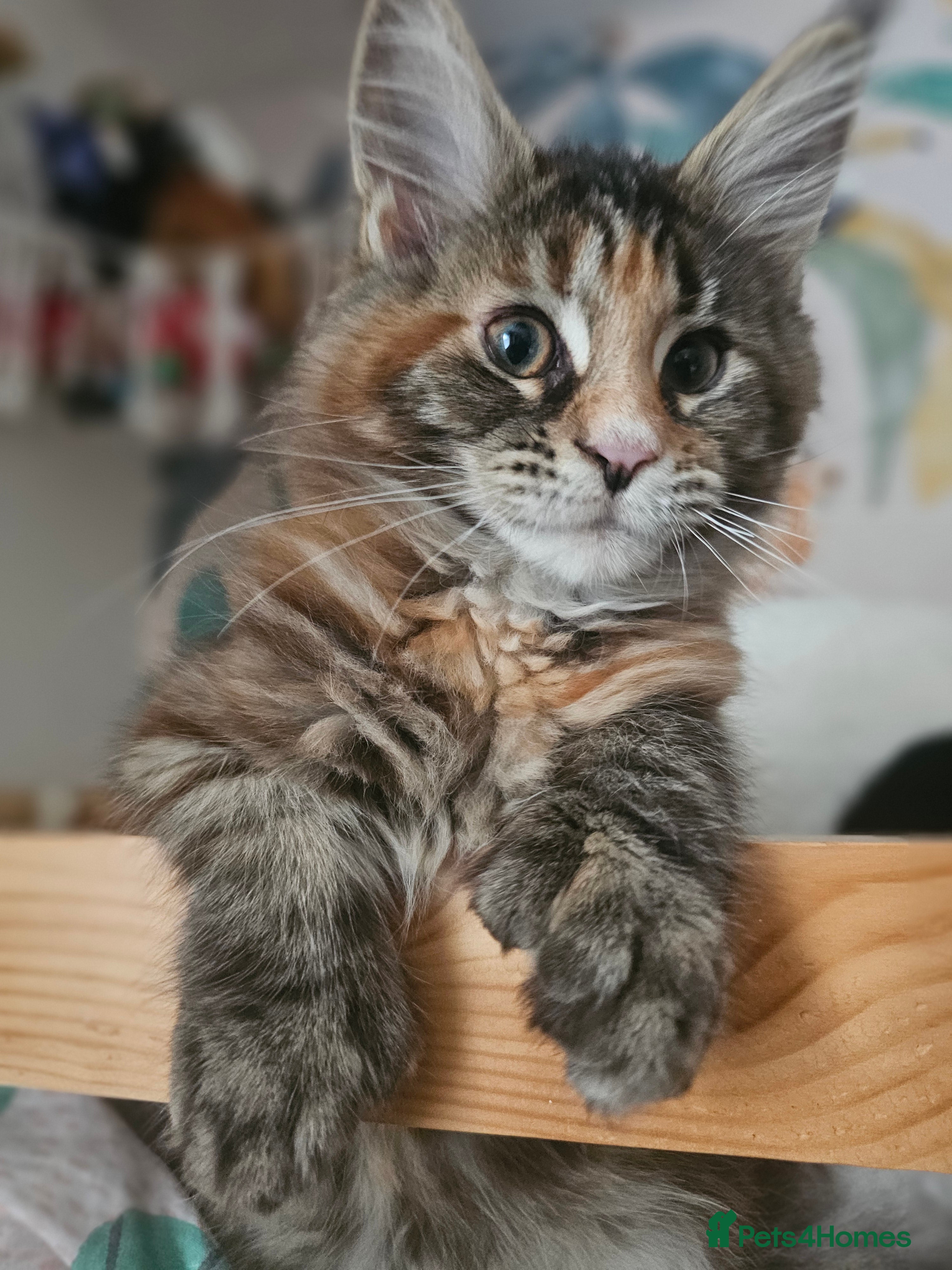 Maine Coon cats 3 female Maincoon kittens - ready to leave now - Advert 1