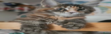 Maine Coon Kitten 1