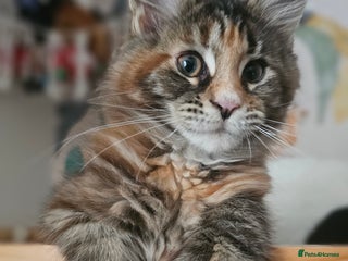 Maine Coon cats 3 female Maincoon kittens - ready to leave now - Advert 15