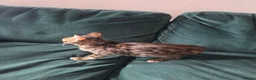Bengal cats for sale: Female Bengal  - Advert 3