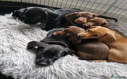 Miniature Dachshund dogs for sale: Miniature dachshund  - Image 1