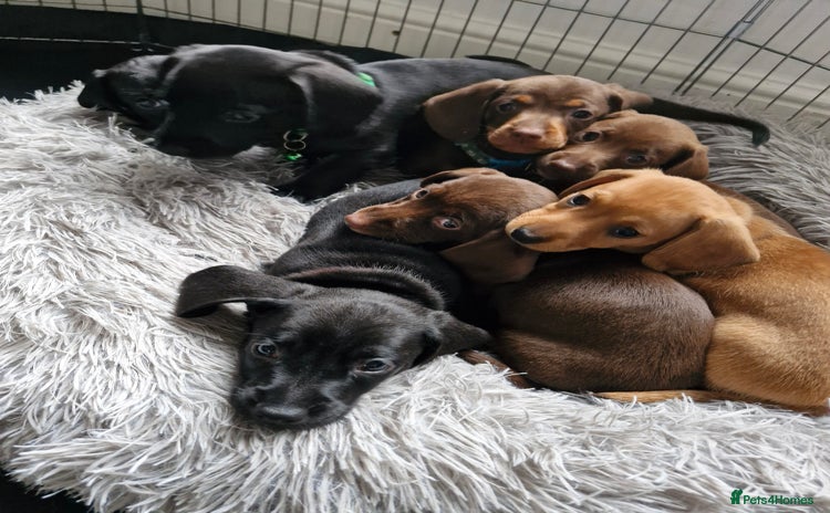 Miniature Dachshund dogs - Advert 9