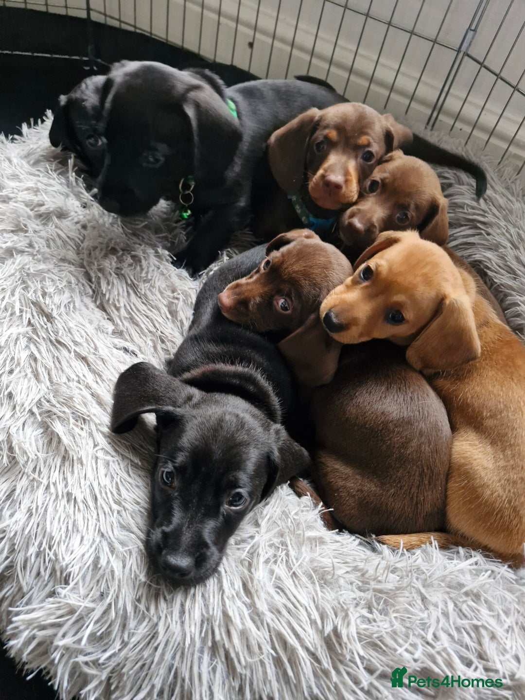 Miniature Dachshund dogs for sale: Miniature dachshund  - Image 1