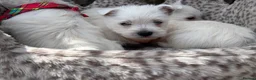 West Highland Terrier dogs for sale: Gorgeous Westie female puppies - Advert 6