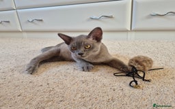 Burmese cats for sale: Gorgeous Blue Male Burmese Kitten - Image 9