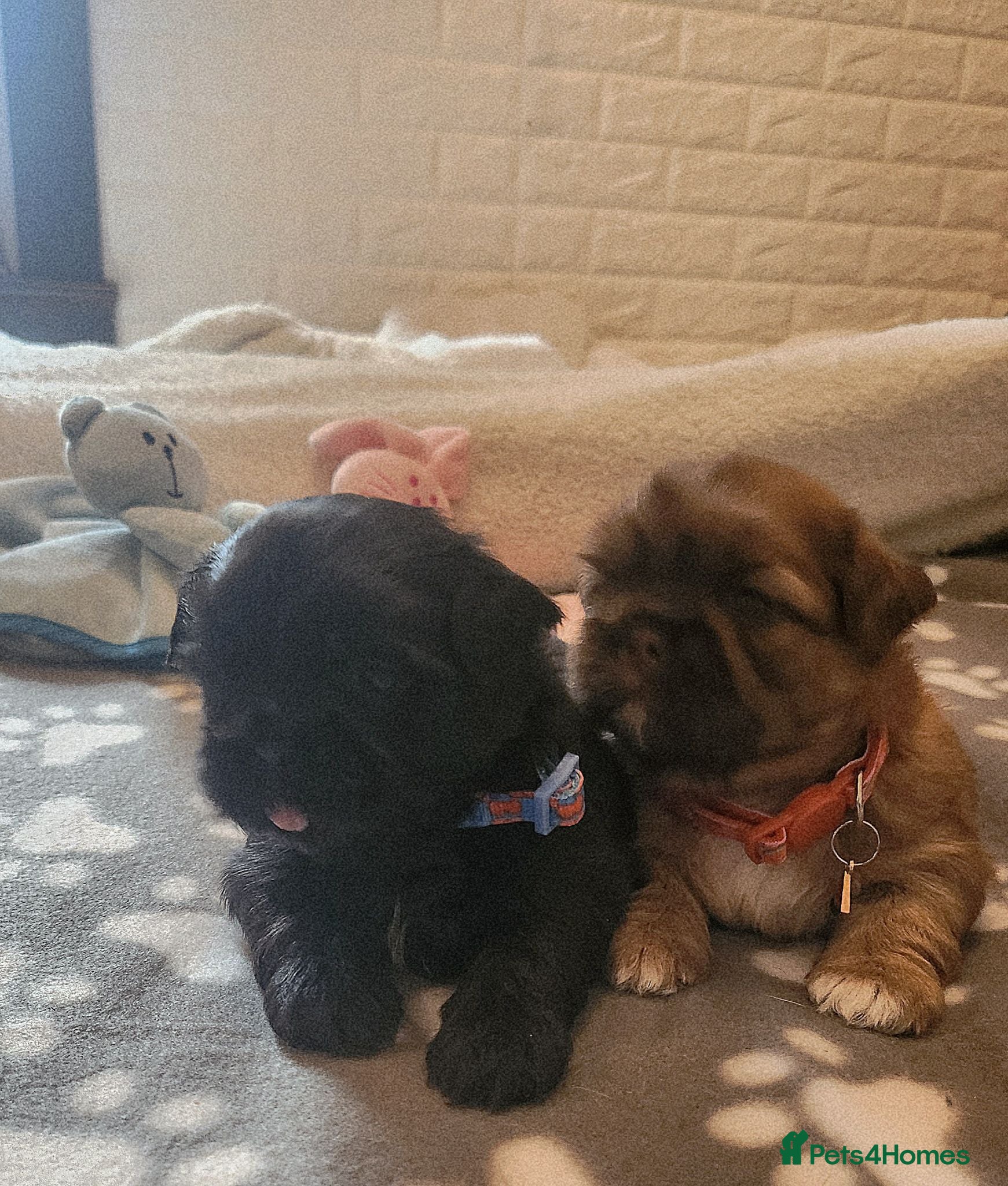 Shih Tzu dogs Shih tzu puppies imperial line  - Advert 3