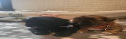 Shih Tzu dogs for sale: Shih tzu puppies imperial line  - Advert 13