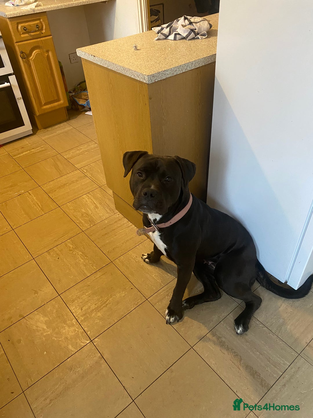 Mixed Breed dogs for sale: Roxy (mastiff x Rottweiler) - Advert 3