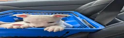 Mixed Breed dogs for sale: **READY NOW**8 staffyxEnglish bull terrier puppies - Advert 10