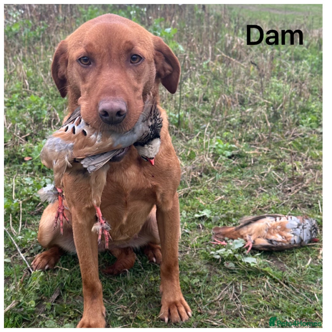 Labrador Retriever dogs for sale: Stunning KC pups,health tested parents&great lines - Advert 10