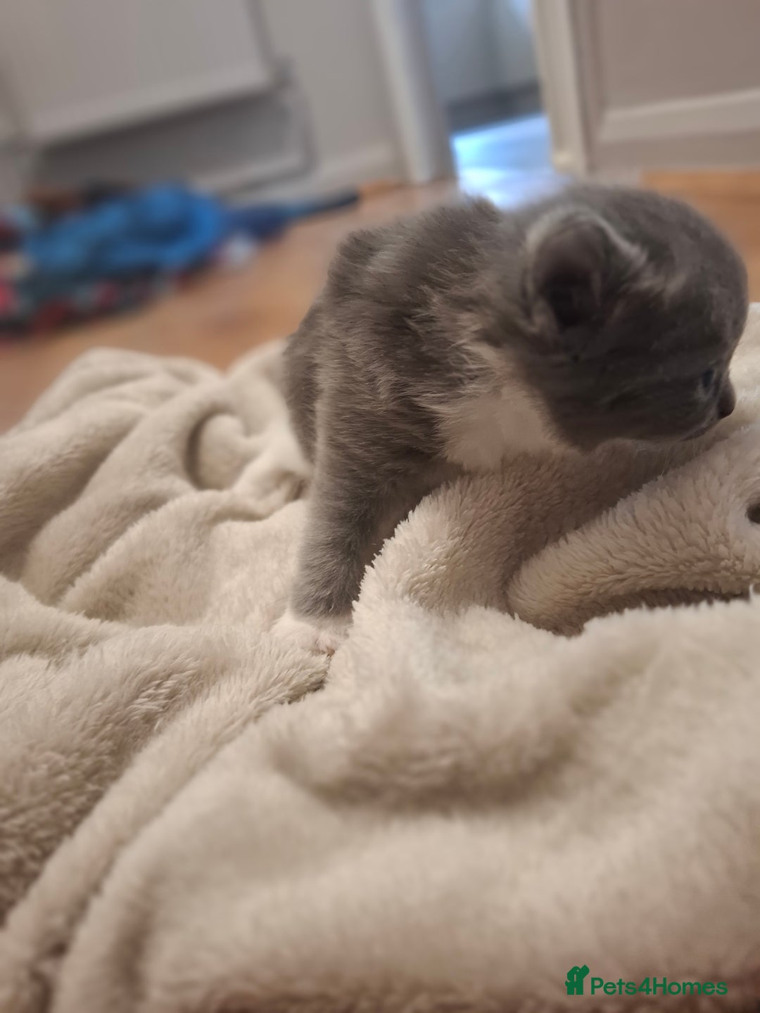 Mixed Breed cats for sale: Mixed colour kittens  - Image 20