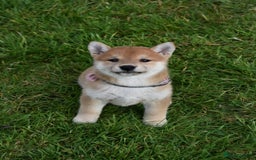 Japanese Shiba Inu dogs for sale: Multi Champion bloodline Shiba Inu pups for sale - Image 25