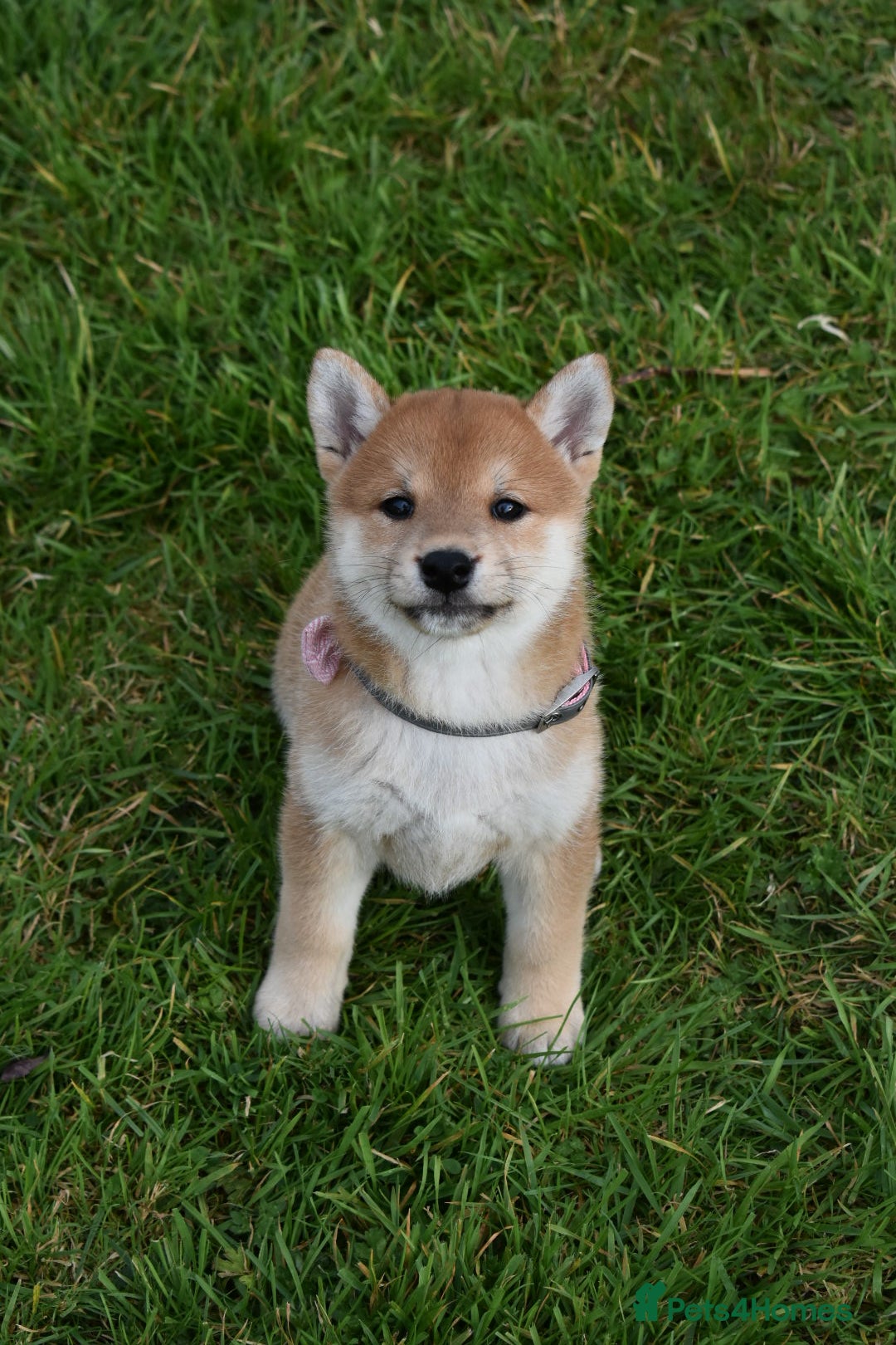 Japanese Shiba Inu dogs for sale: Multi Champion bloodline Shiba Inu pups for sale - Image 25