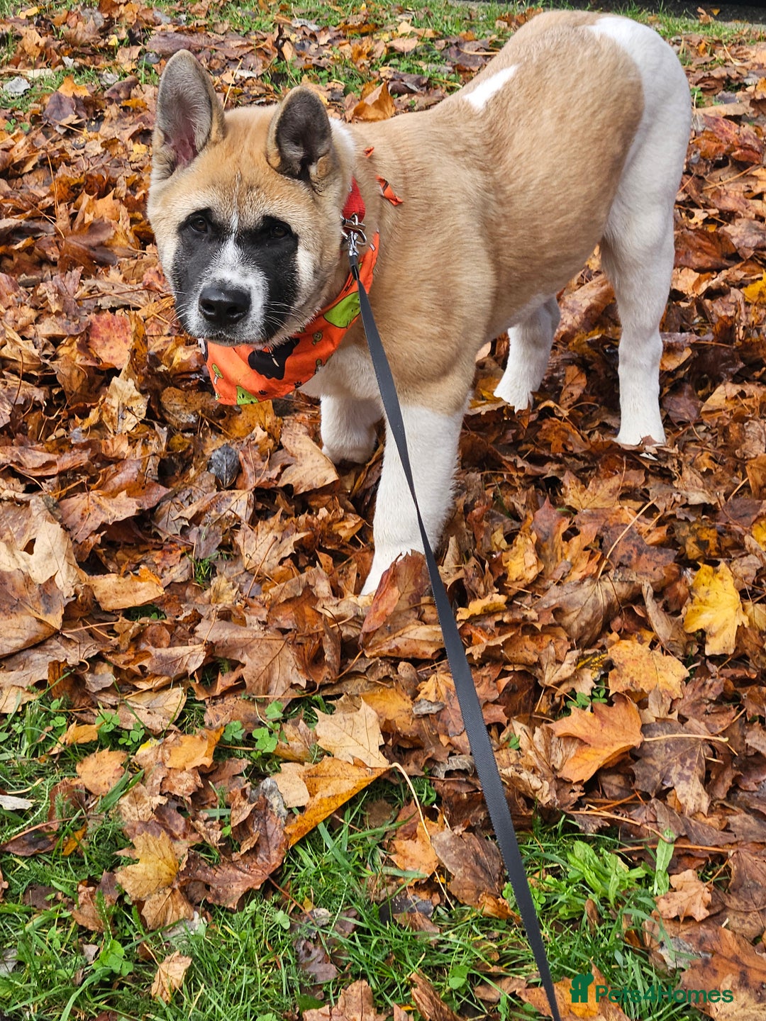 Akita dogs for sale: For rehome  - Image 7