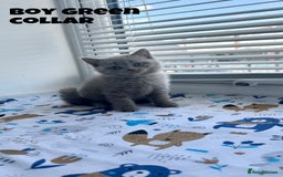British Shorthair cats for sale: British Shorthair kittens - Image 2