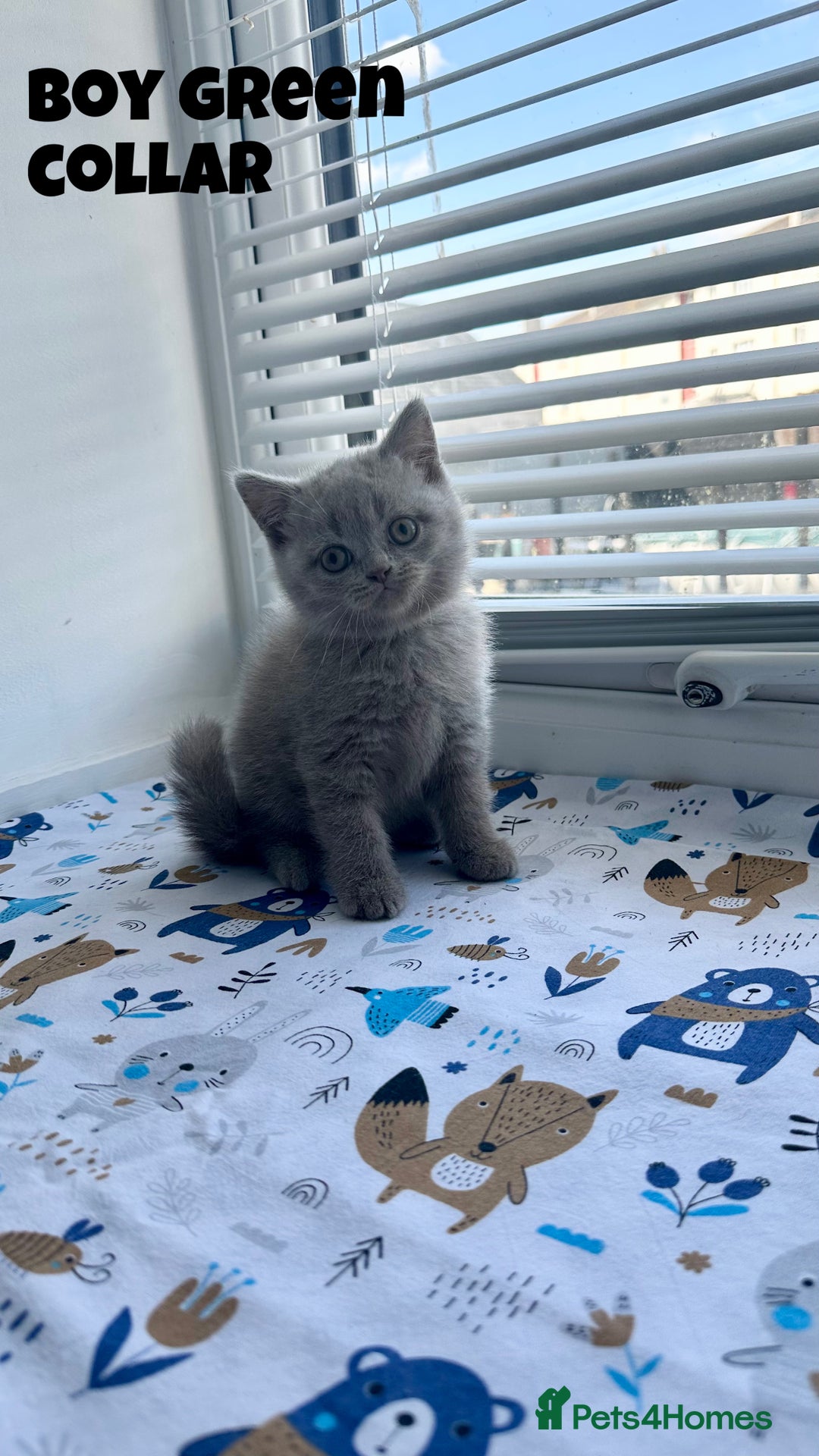 British Shorthair cats for sale: British Shorthair kittens - Image 2