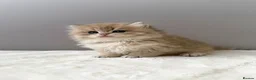 British Longhair cats for sale: Champion lines Golden British Longhairs - Advert 4