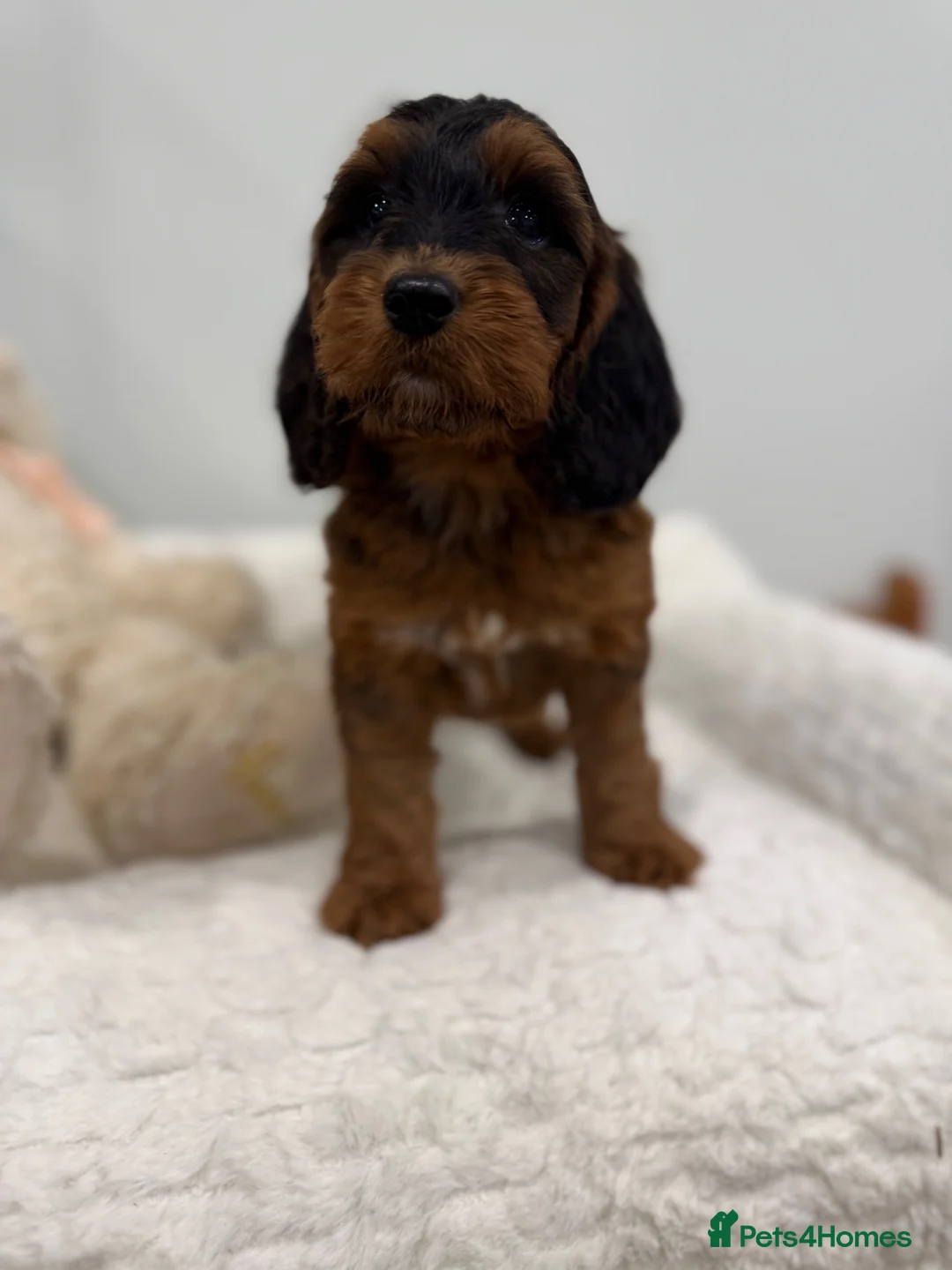 Cockapoo dogs for sale: Beautiful f1 sable pups. Full DNA & health clear. - Advert 2