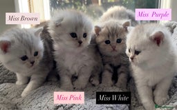 Scottish Fold cats for sale: ❤️ Persian Fold Rare Mix ❤️ - Image 1