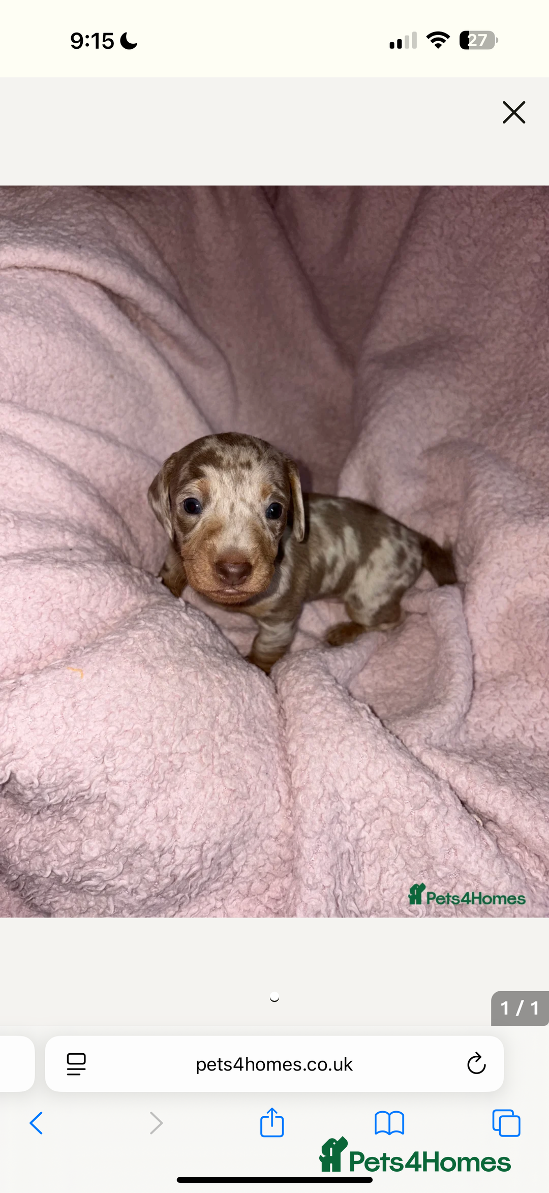 Dachshund dogs for sale: Isabelle tan male  - Advert 2