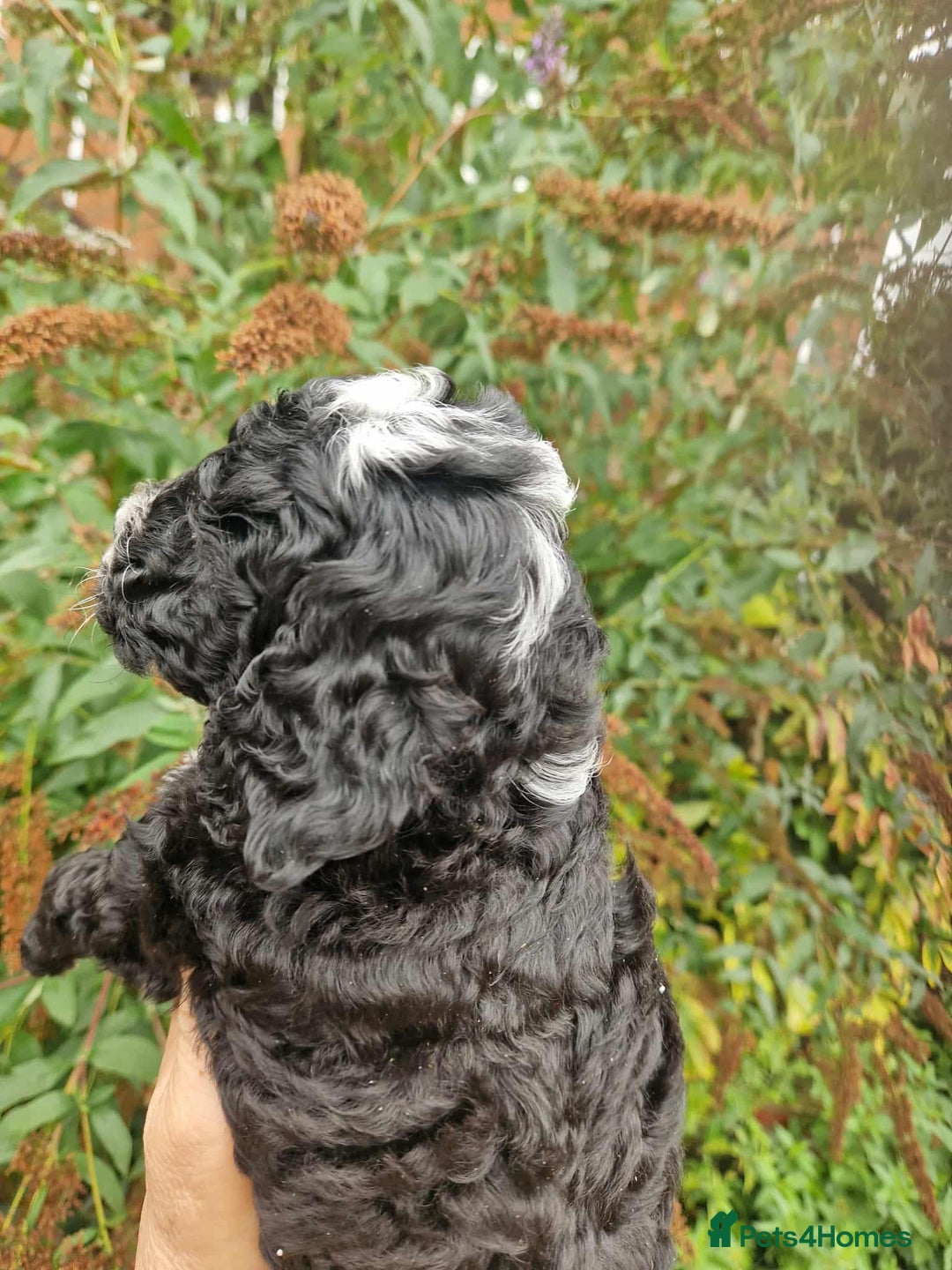 Cockapoo dogs for sale: 5 STAR FULLY DNA HEALTH TESTED F1B COCKAPOOS - Image 25